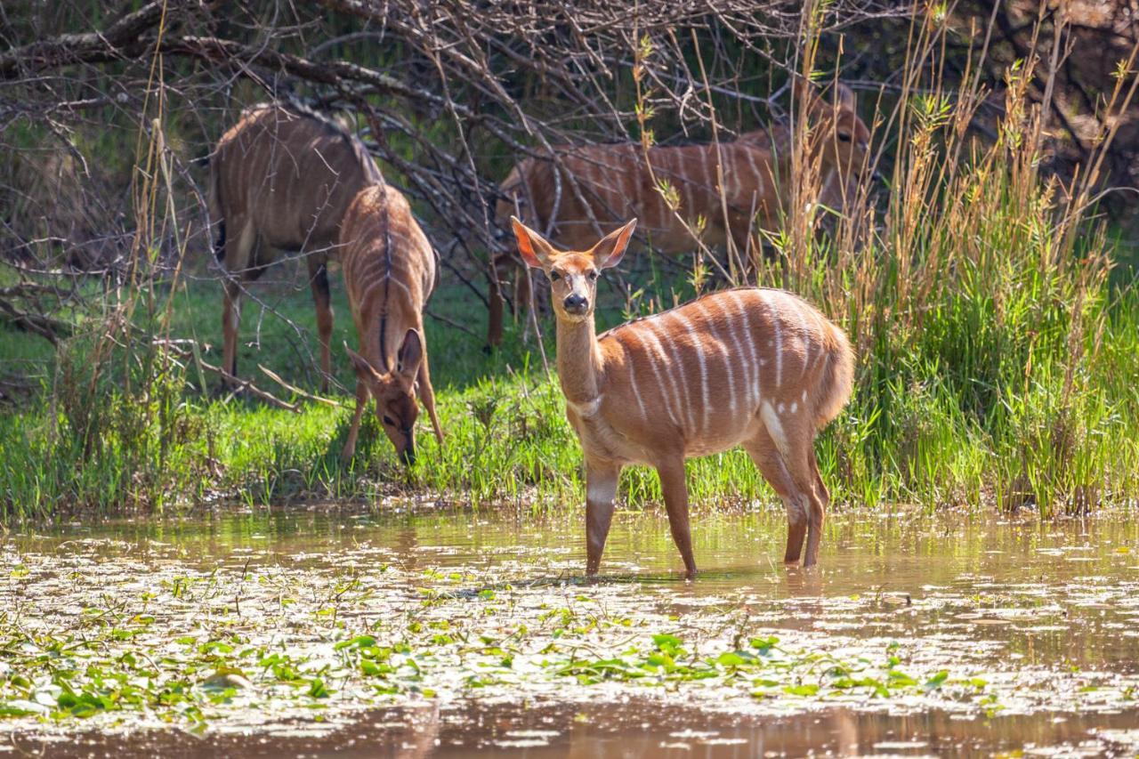 Lejwe La Metsi Private Reserve Бела-Бела Екстер'єр фото